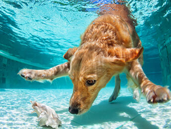 Pool Chemical Safety 101: Are Your Pets Safe?