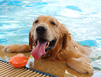 Pool Maintenance and Pet Safety 